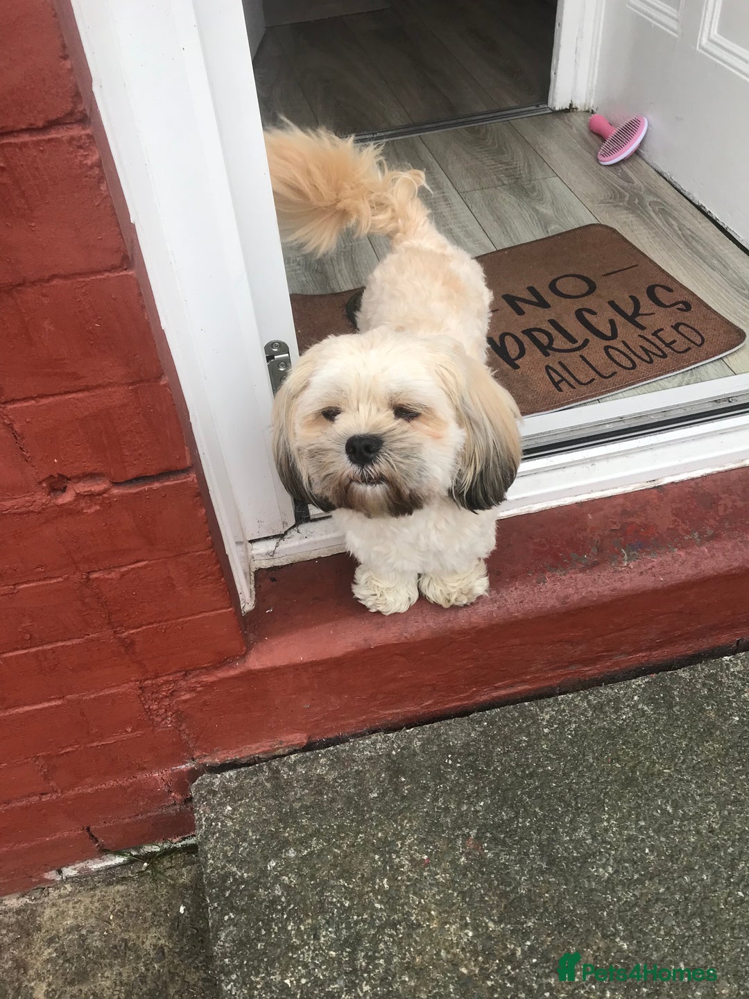 Zuchon dogs for sale: Benji  - Image 3