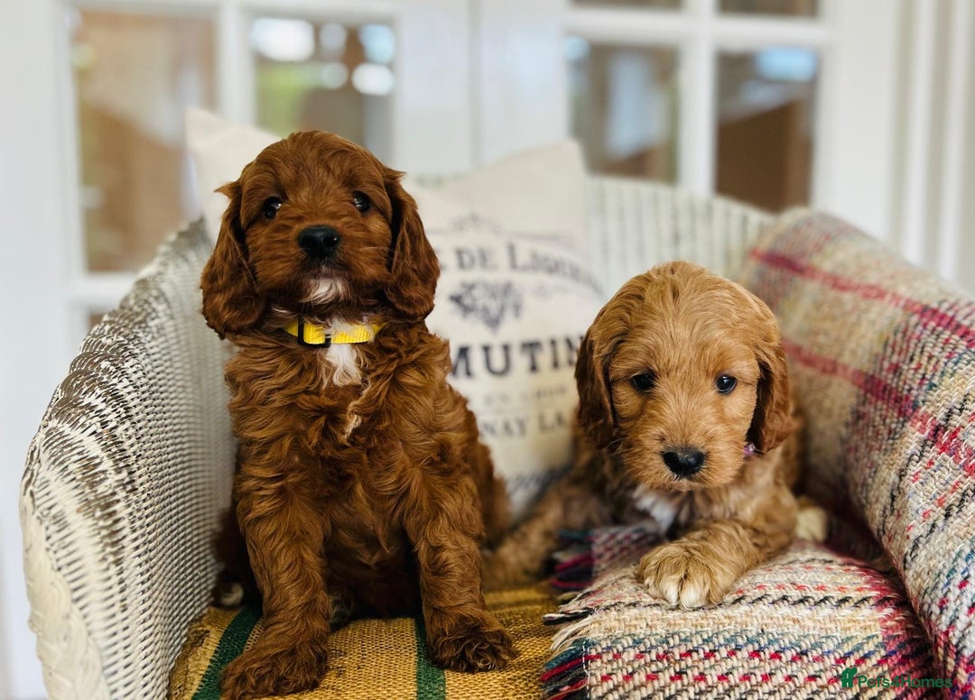 Cavapoo dogs for sale: Adorable Health Tested Cavapoo Puppies - Image 5
