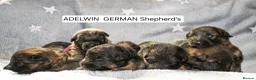 German Shepherd dogs for sale: KC Fantastic long coat German Shepherd's  - Advert 16