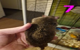 Rat rodents for sale: 9 gorgeous Male Rats - Image 22