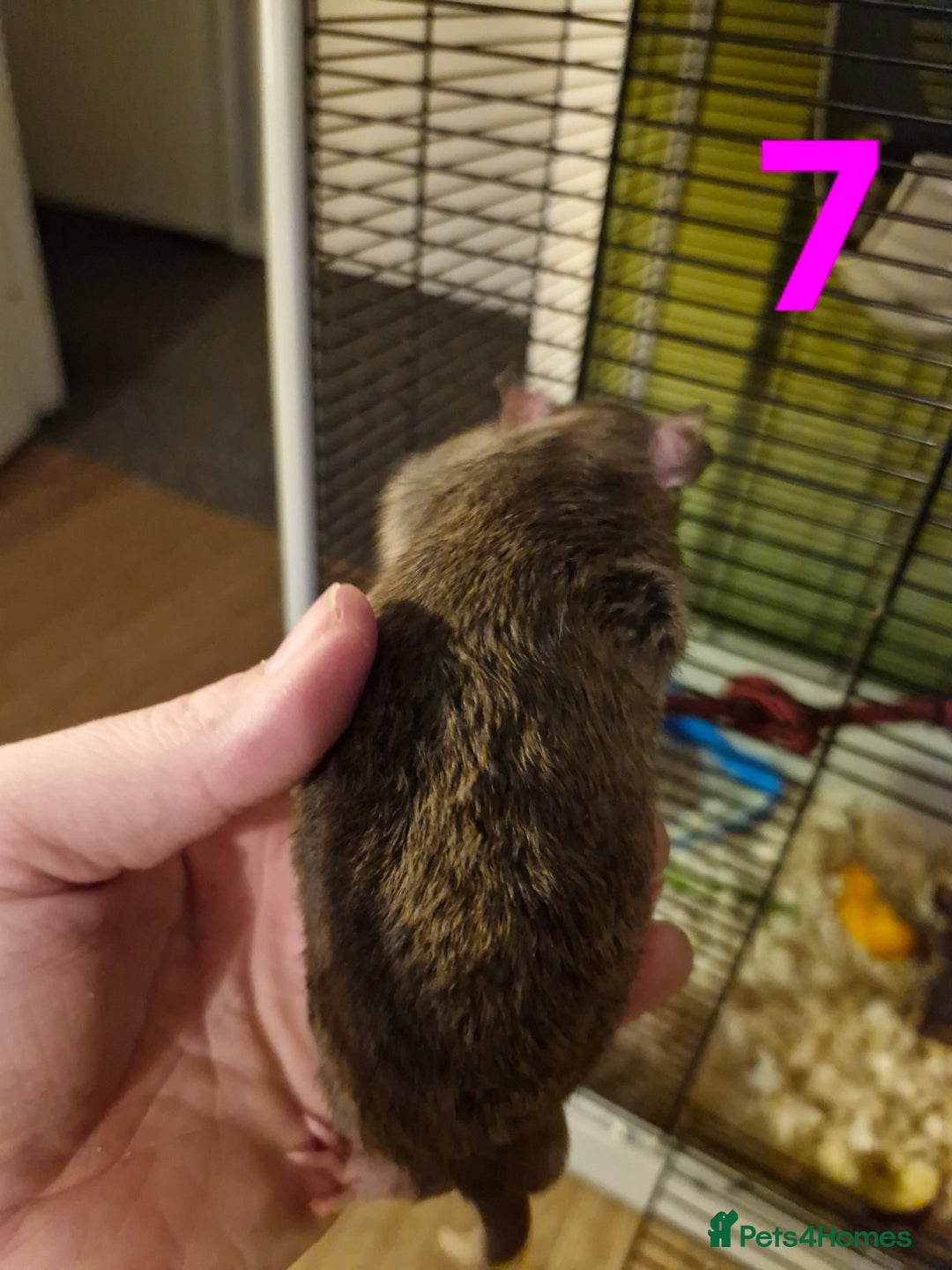 Rat rodents for sale: 9 gorgeous Male Rats - Image 22
