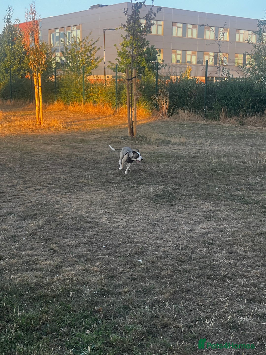 Mixed Breed dogs for sale: Dog for sale  - Image 6