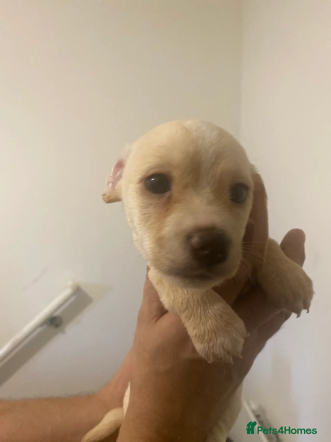 Mixed Breed dogs for sale: Terrier cross dachshund - Advert 9
