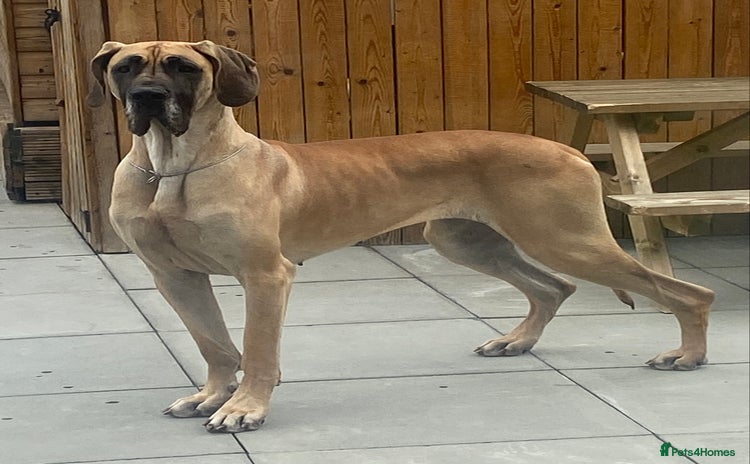 Great Dane dogs - Advert 1