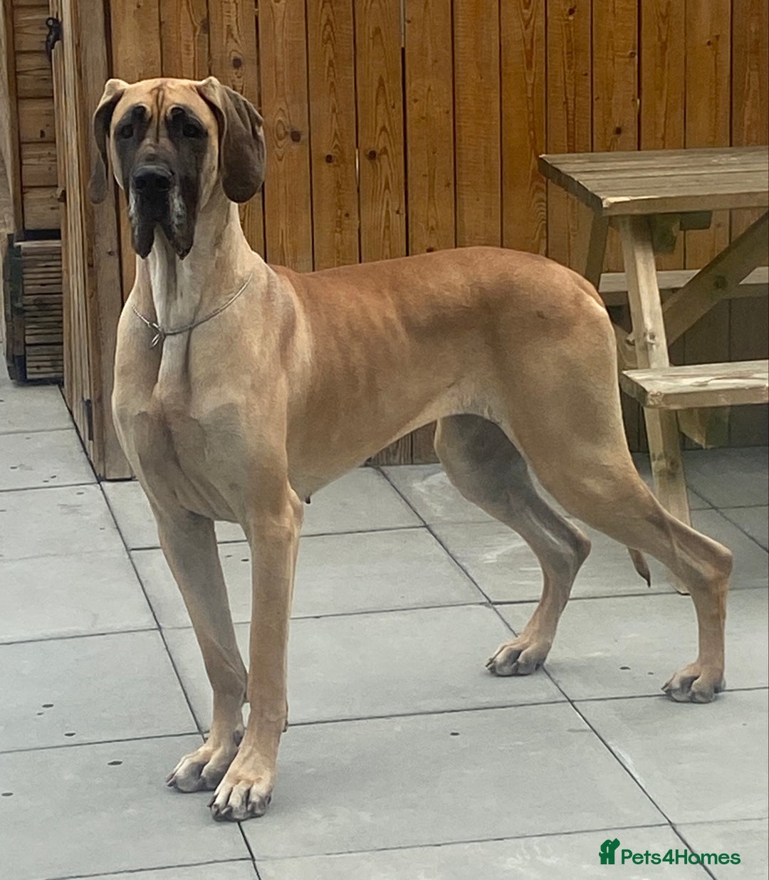 Great Dane dogs for sale: KC Reg Great Dane Female  - Image 3