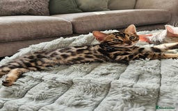 Bengal cats for sale: 3 HIGH QUALITY, PURE BLOODLINE BENGAL KITTENS  - Image 6