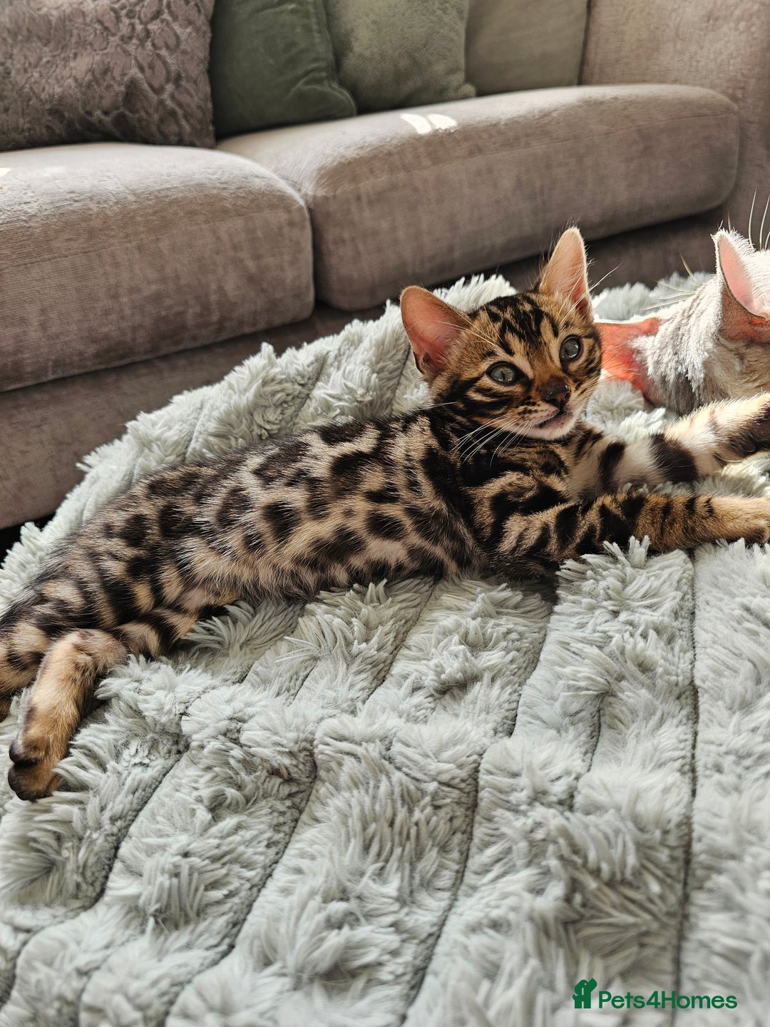 Bengal cats for sale: 3 HIGH QUALITY, PURE BLOODLINE BENGAL KITTENS  - Image 6