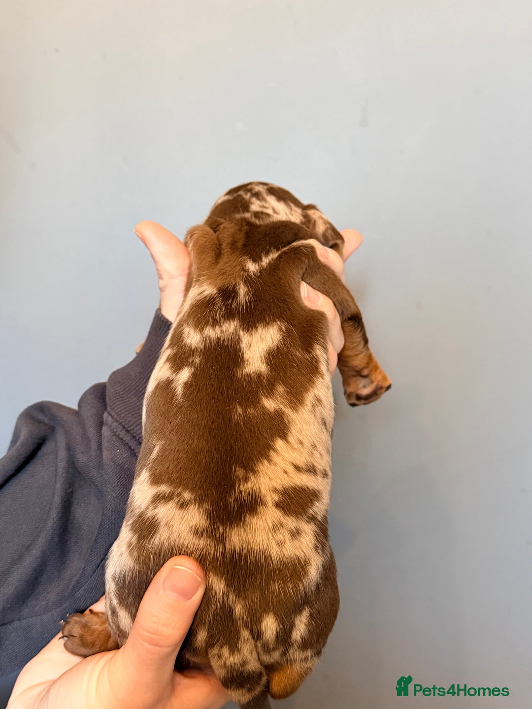 Miniature Dachshund dogs for sale: Miniature dapple daschund puppies for sale - Advert 34