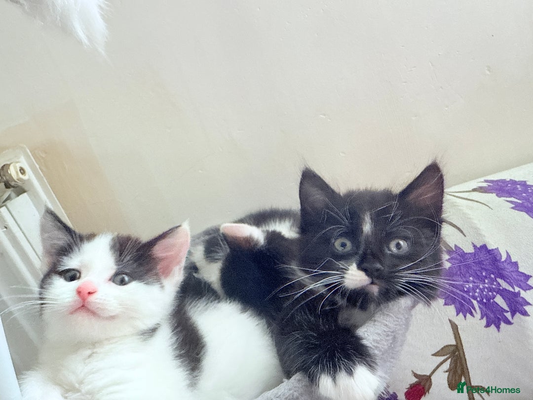 Mixed Breed cats for sale: 5 Beautiful Black & White Kittens Available  - Image 27