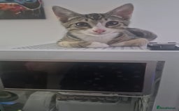 Mixed Breed cats for sale: Free beautiful grey tabby boy needs home  - Image 3