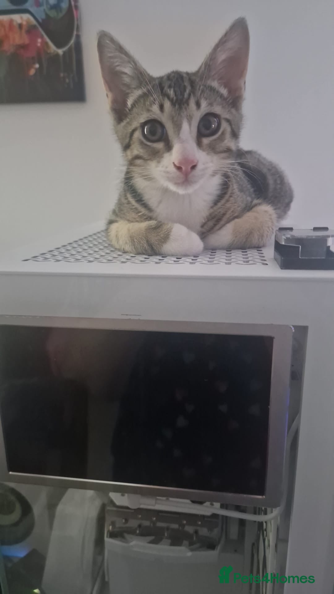 Mixed Breed cats for sale: Free beautiful grey tabby boy needs home  - Image 3