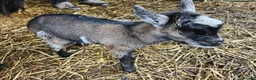 Goats livestock for sale: 2 female baby pygmy goats - Advert 7