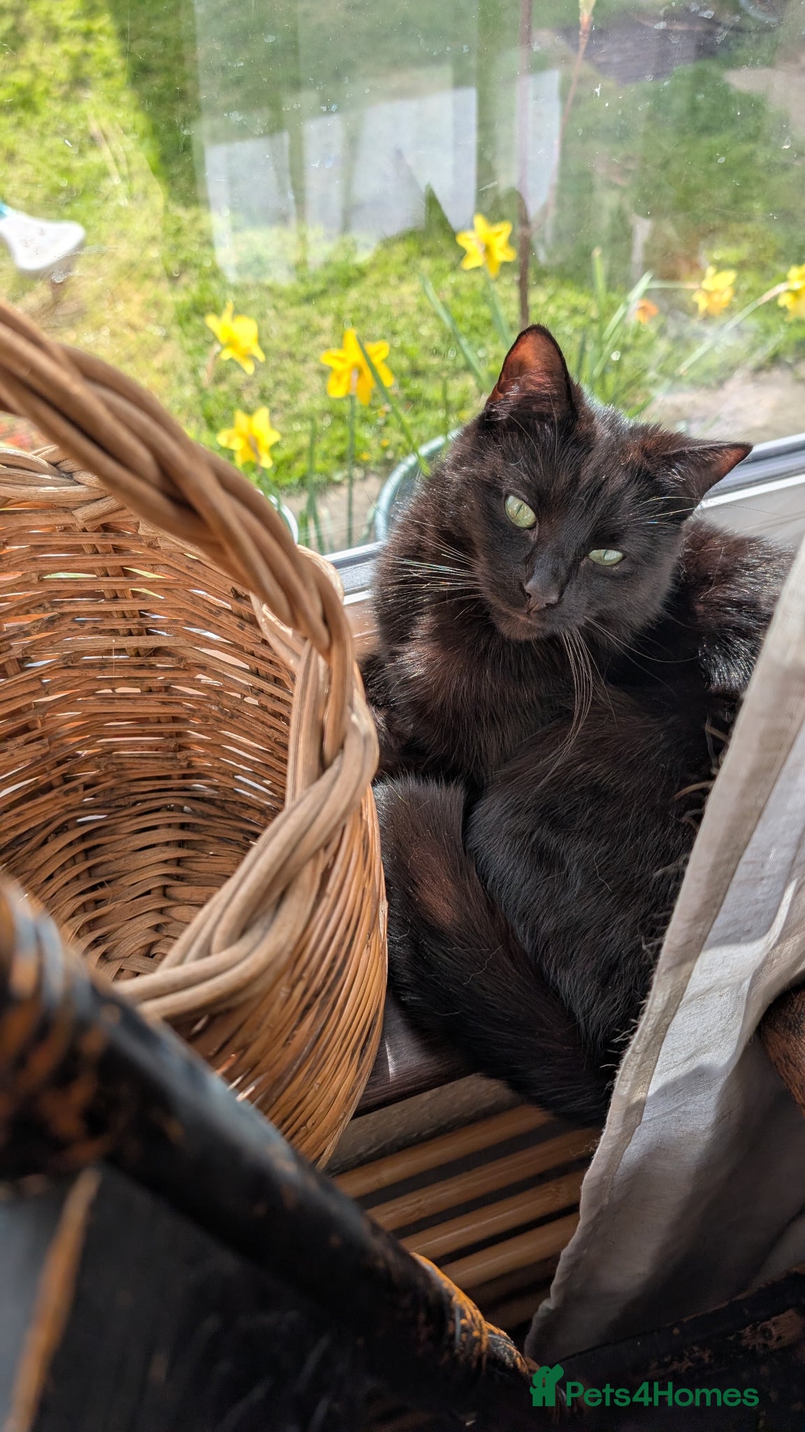 Mixed Breed cats Merlin, a beautiful black male cat  - Advert 2