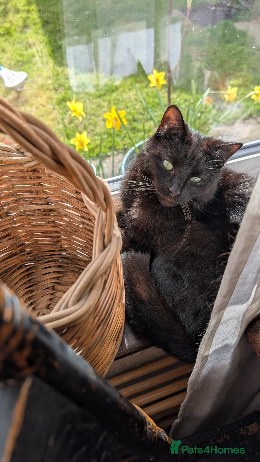 Mixed Breed cats for sale: Merlin, a beautiful black male cat  - Advert 1