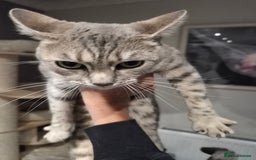 Bengal cats for sale: Kimba - Image 5