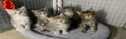 Maine Coon cats for sale: Tica Beautiful Maine Coon Kittens  in Sittingbourne - Advert 13