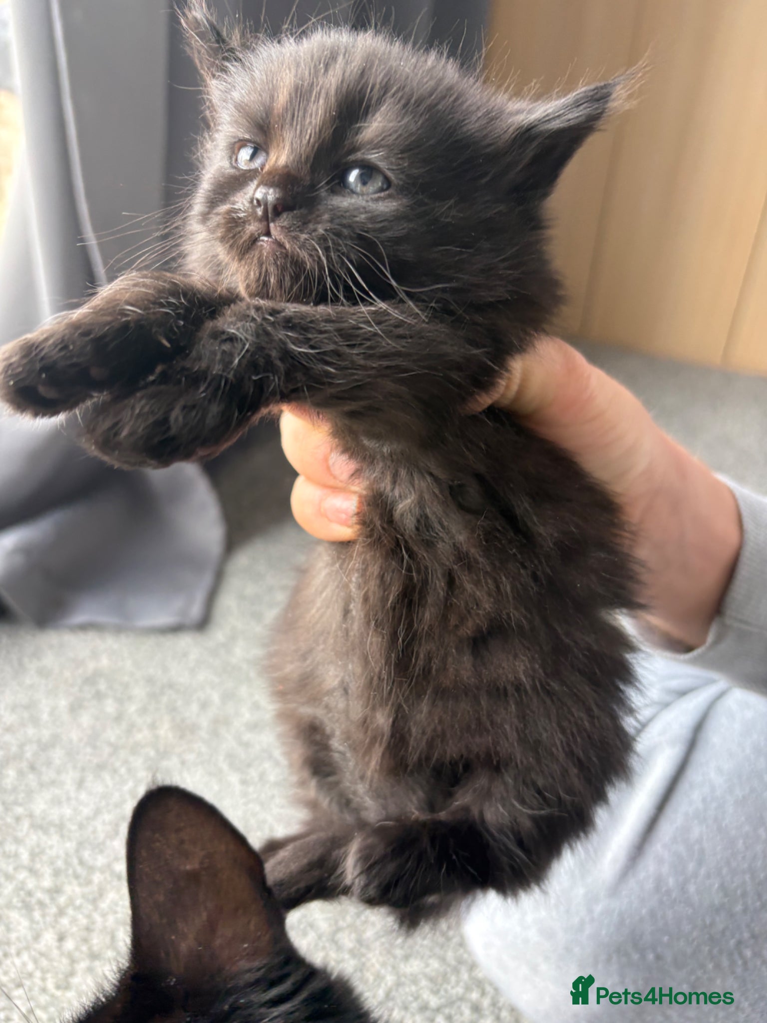 Persian cats for sale: Ash grey Persian kittens - Advert 6