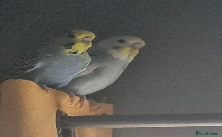 Budgerigars birds - Advert 13