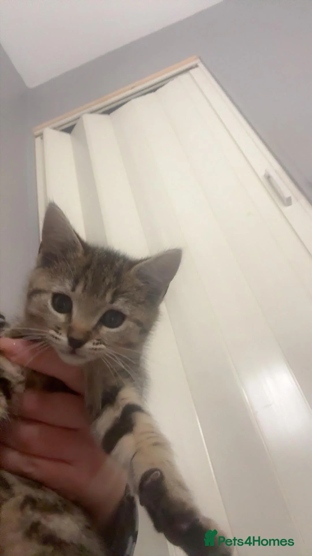 Tibetan cats for sale: 9 week old kitten  in Barnsley - Advert 2