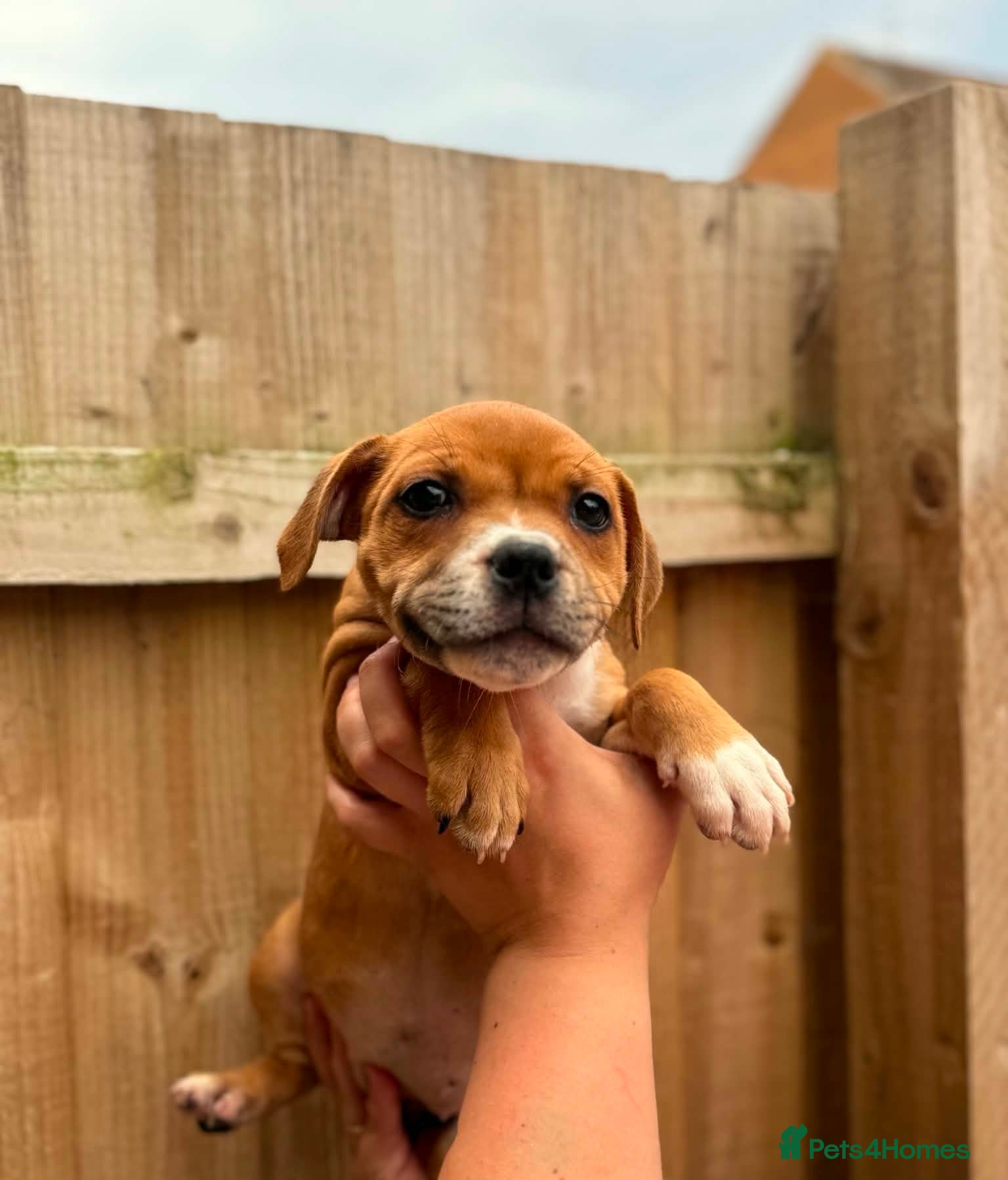 Staffordshire Bull Terrier dogs READY NOW KC Staffordshire Bull Terrier - Advert 6