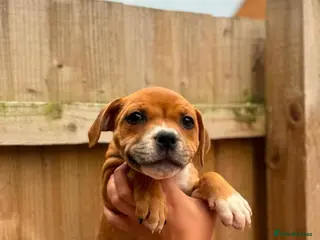 Staffordshire Bull Terrier dogs READY NOW KC Staffordshire Bull Terrier - Advert 6