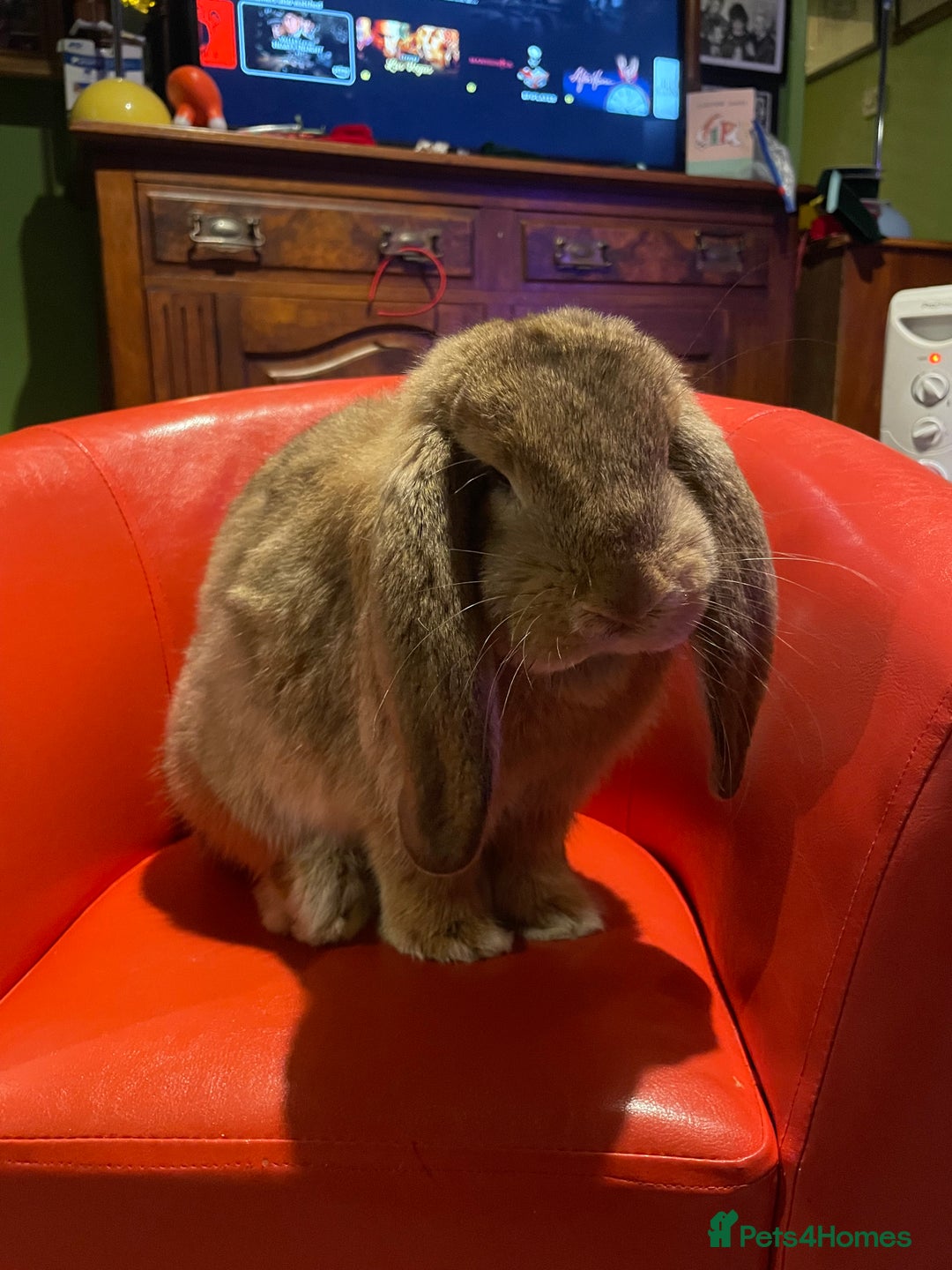 French Lop rabbits for sale: French Lop female 5 months old  - Advert 1