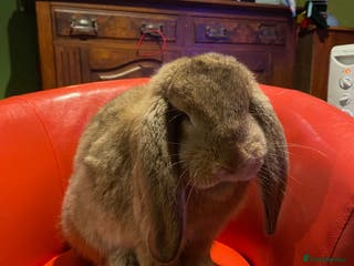 French Lop rabbits French Lop female 5 months old - Advert 1