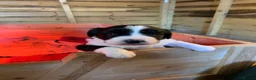 Sprollie dogs for sale: Sprollie puppies for sale in Scotland in Lanark - Advert 5