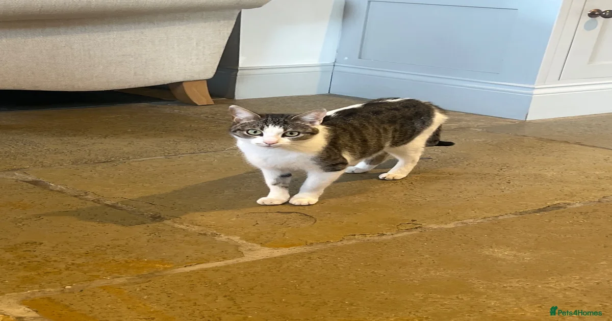 Tortoise Kittens for sale | Pets4Homes