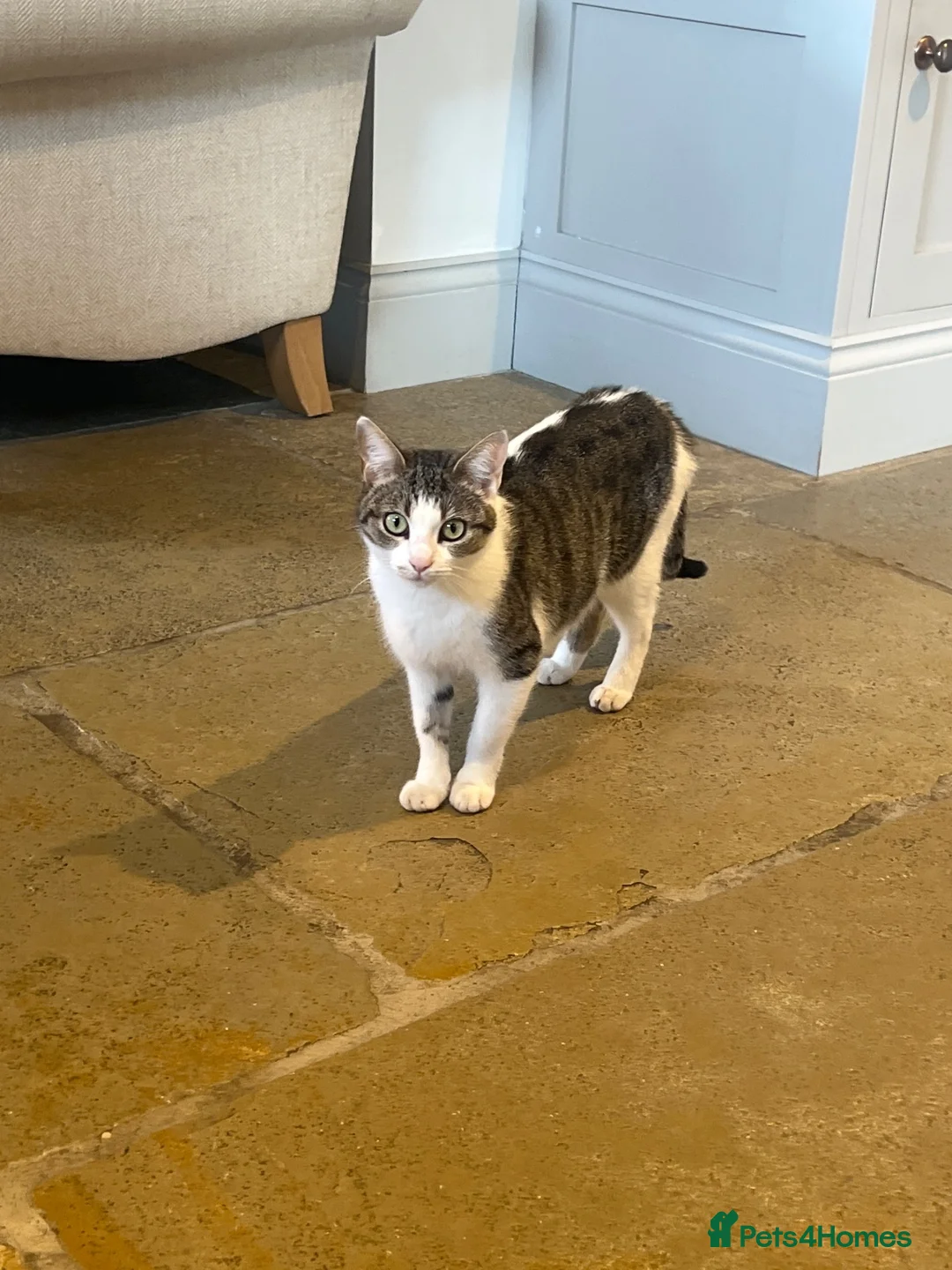 Mixed Breed cats for sale: 7 gorgeous mixed breed kittens  - Advert 1