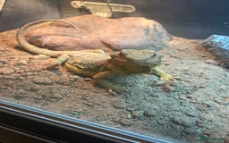 Bearded Dragon reptiles for sale: 4 year old beardie - Image 1