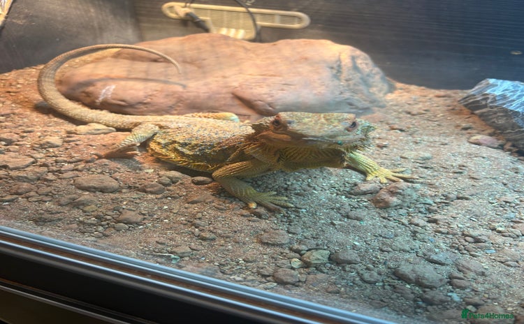 Bearded Dragon reptiles - Advert 1