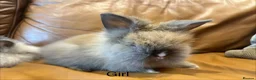 Lionhead rabbits for sale: mini double maned lionheads and mini lops  - Advert 9