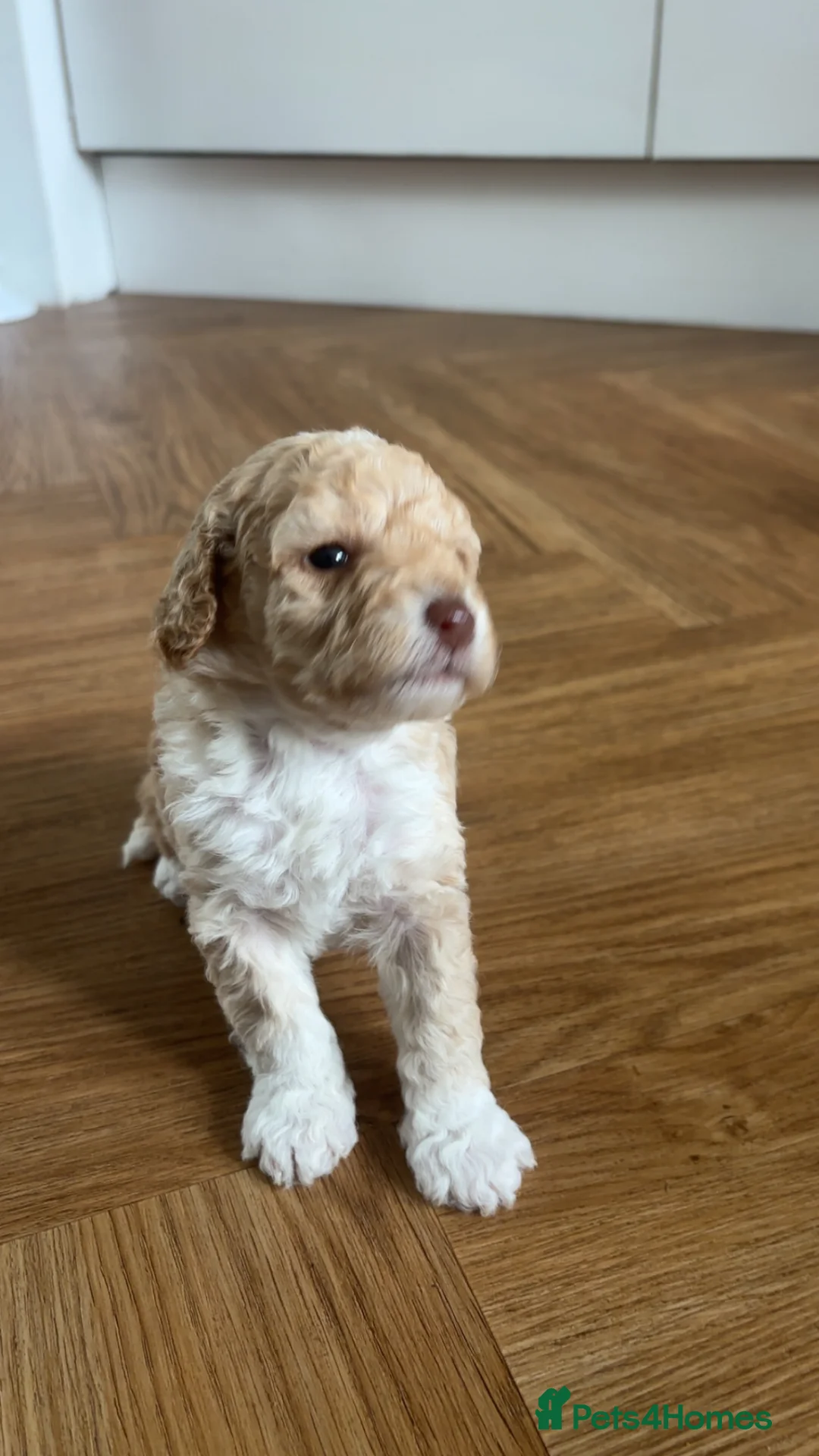 Mixed Breed dogs for sale: Adorable puppies looking for five star homes! in Machynlleth - Advert 2