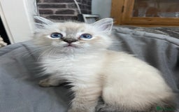 Ragdoll cats for sale: Last boy girl Hcm pkd so loving  playful cutie  - Image 2