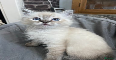 Ragdoll cats - Advert 5