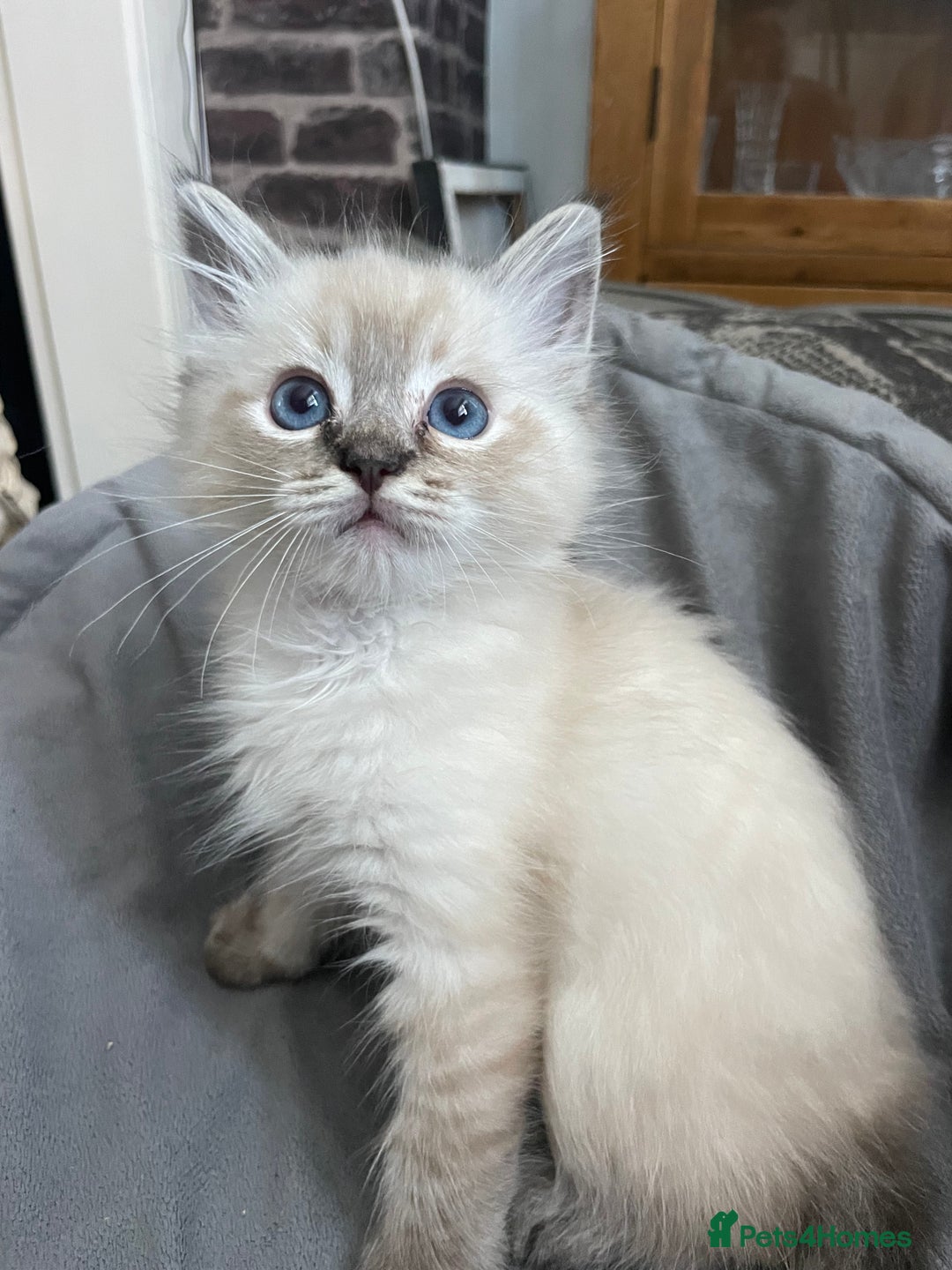 Ragdoll cats for sale: Last boy girl Hcm pkd so loving  playful cutie  - Image 2