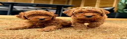 Toy Poodle dogs for sale: Deep red Toy Poodle puppies 🐶 in Exeter - Advert 28