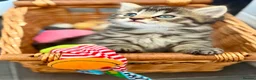 Mixed Breed cats for sale: Beautiful kittens - Advert 4
