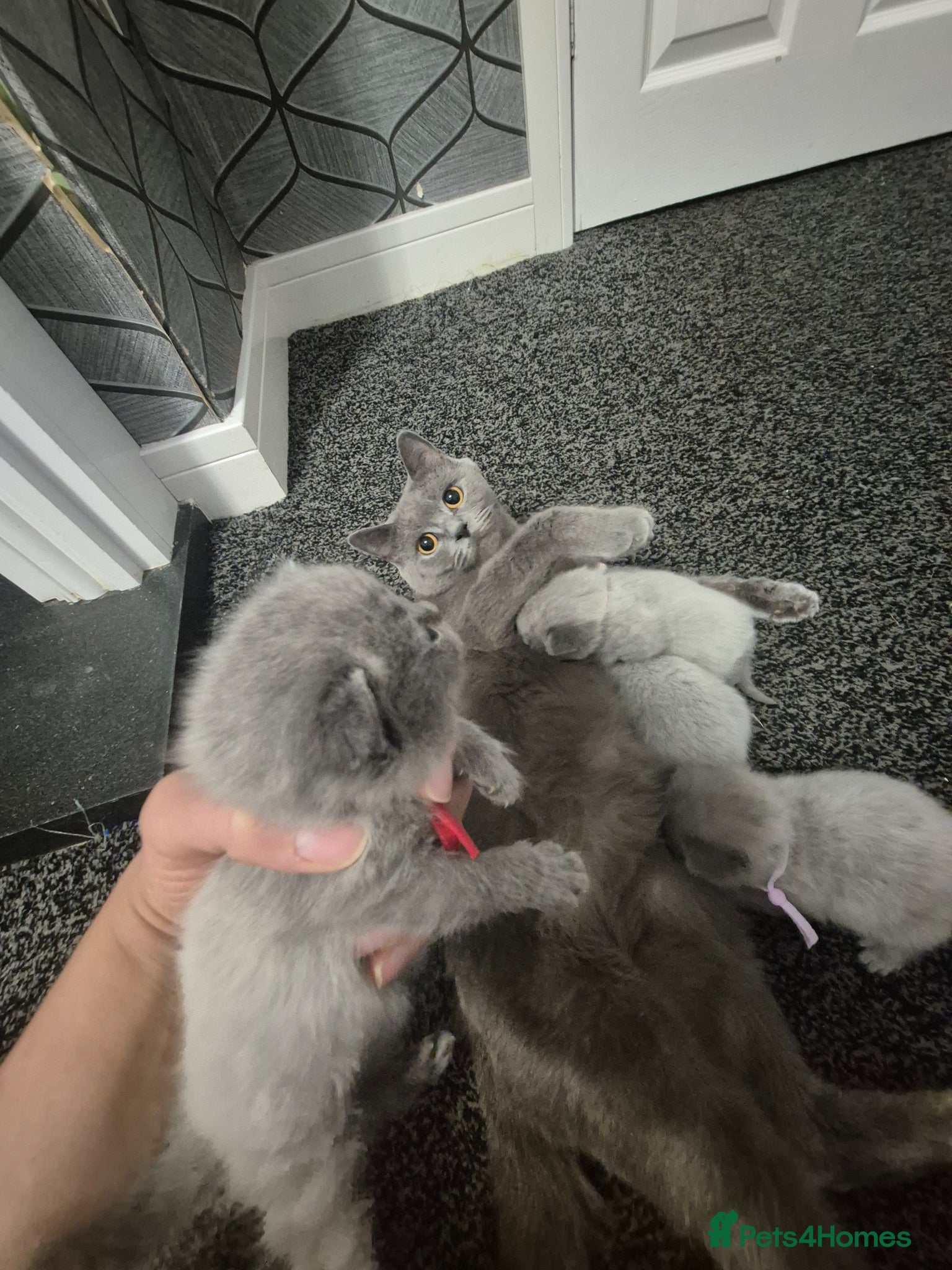 British Shorthair cats British short hair lilac - Advert 13