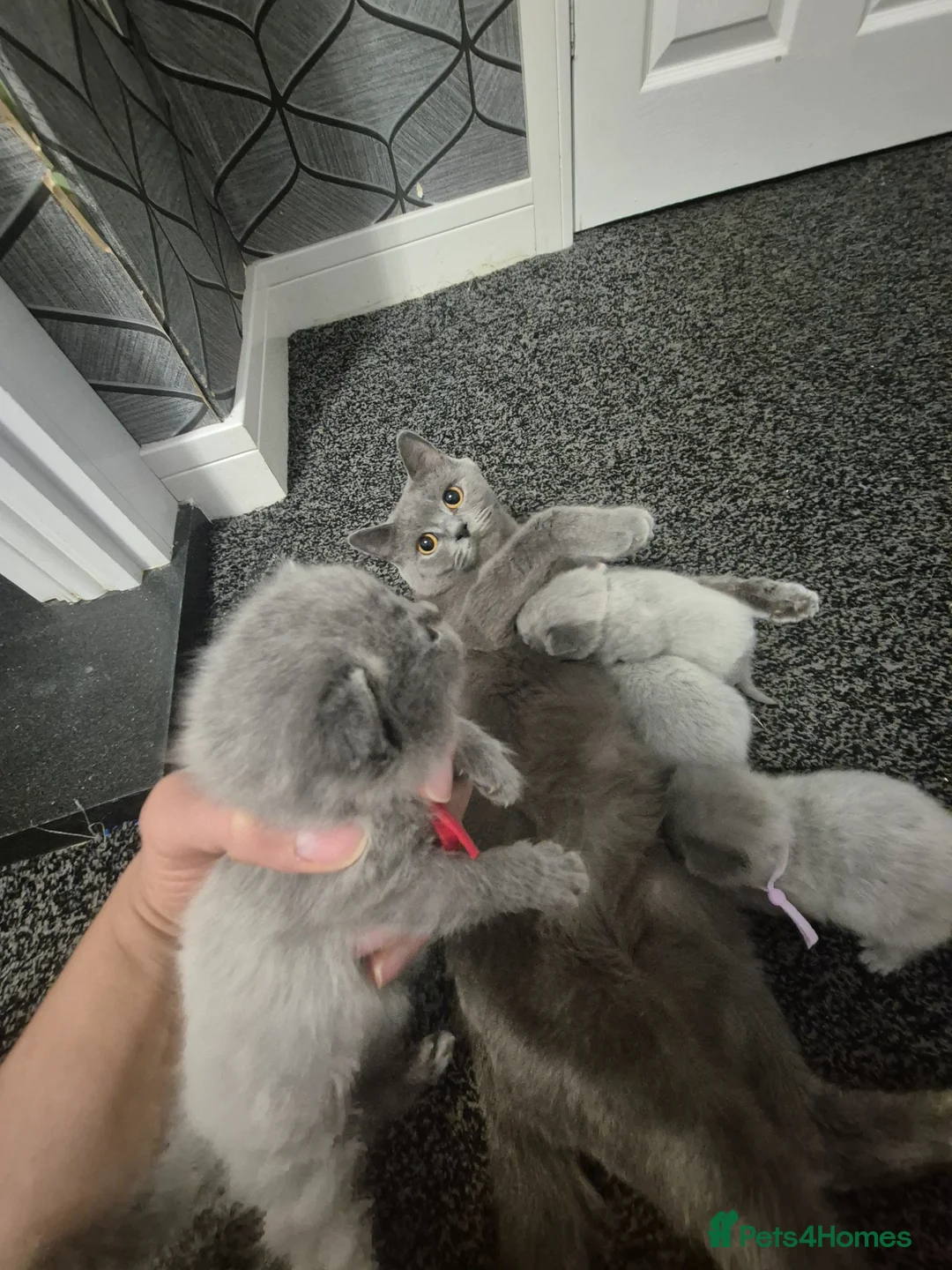 British Shorthair cats for sale: British short hair lilac - Advert 1