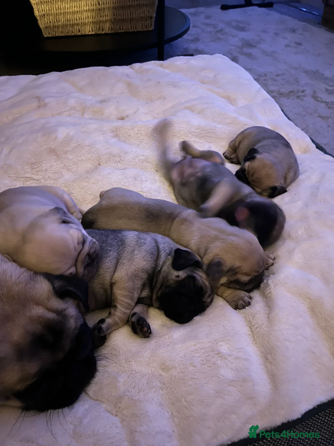 Pug dogs for sale: Top quality Pedigree pugs kc registered leeds - Advert 22