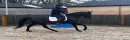 Danish Warmblood horses for sale: Holly KWPN mare by Mooiman - Advert 4