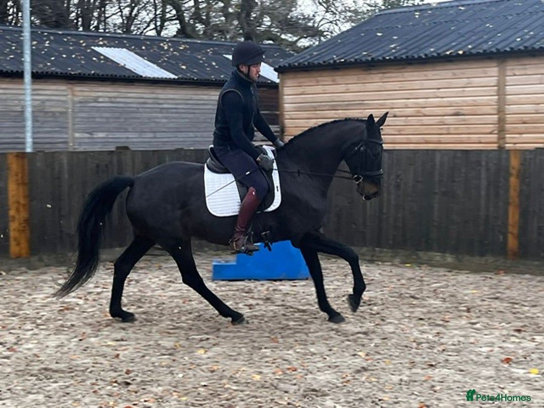 Danish Warmblood horses for sale: Holly KWPN mare by Mooiman - Advert 4