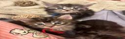 Maine Coon cats for sale: **PURE Maine Coon Kittens** 2 Boys / 4 Girls - Advert 5