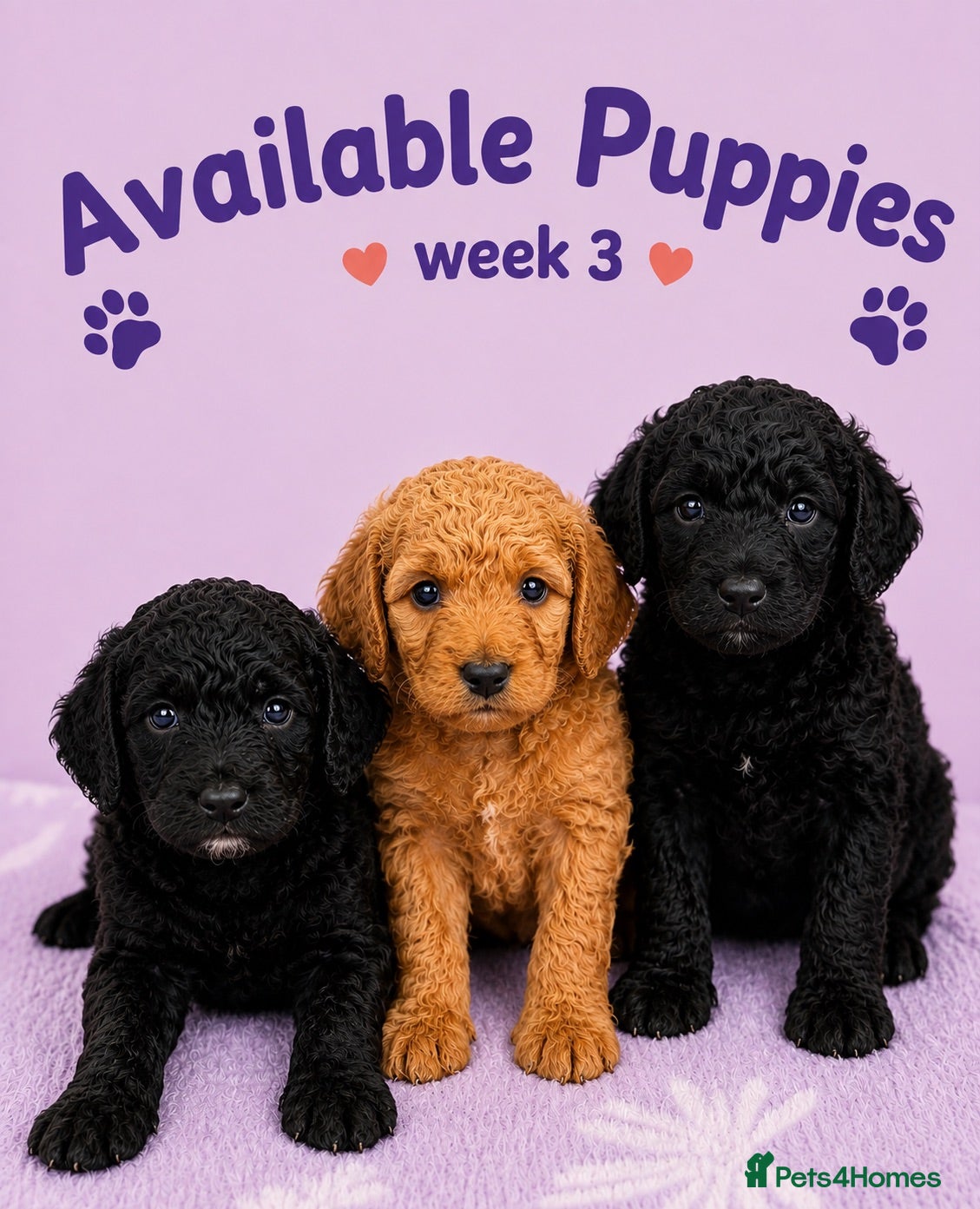 Miniature Poodle dogs ❤️‍🔥Stunning Kc miniature poodle❤️‍🔥 - Advert 1