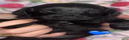 Yorkiepoo dogs for sale: Asian toy poodle puppy’s  in Sittingbourne - Advert 9