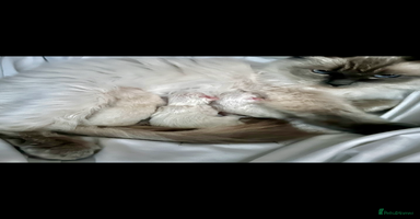 Ragdoll cats - Advert 14