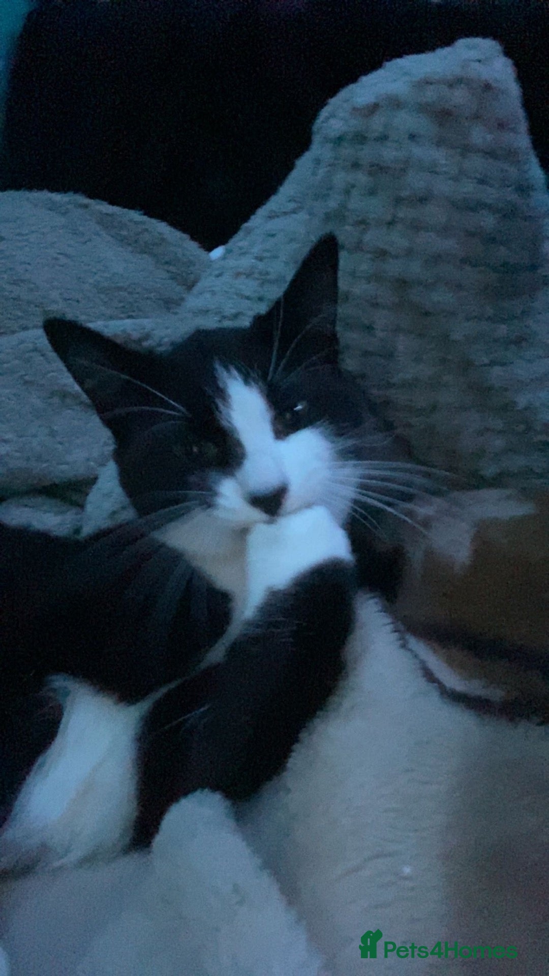 Domestic Shorthair cats male tuxedo cat - Advert 15