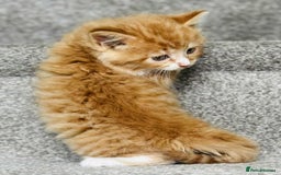 Mixed Breed cats for sale: Stunning Turkish angora x Maine coon - Image 13